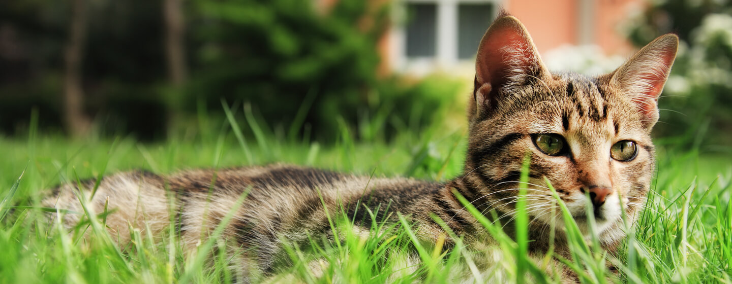 Gato sales tumbado arenero